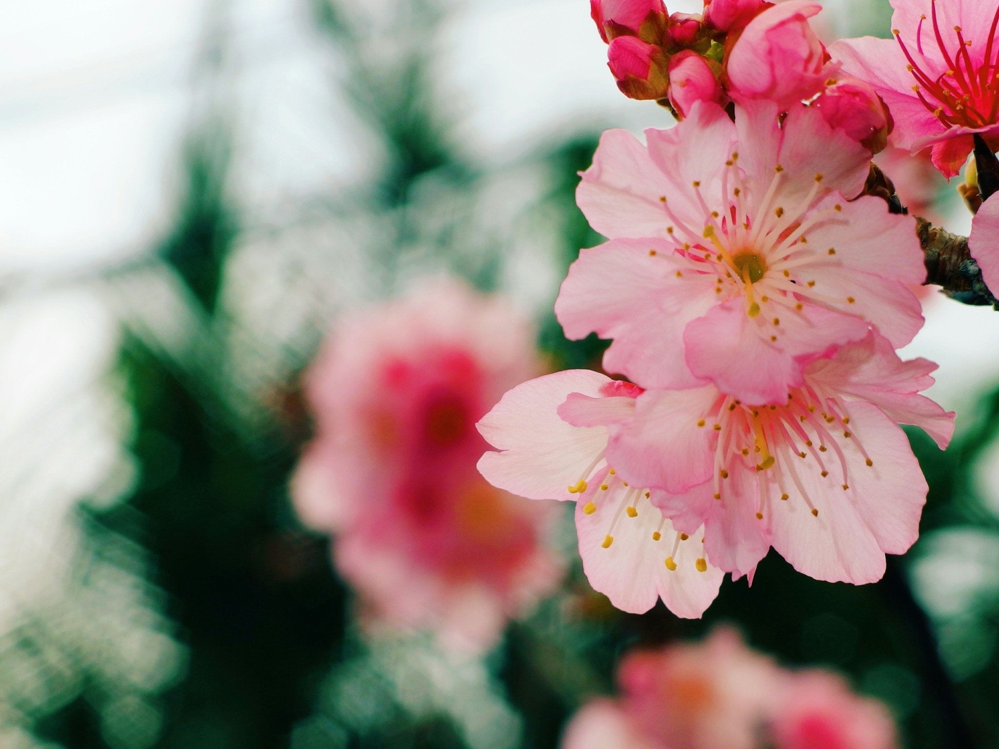 Zoom on Pink Cherry Blossom - Photo by @yukato | by Yu Kato on Unsplash